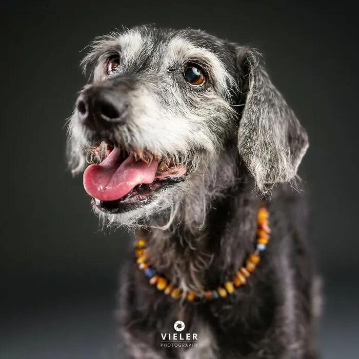30 Touching Photos Of Senior Dogs Celebrating Love And Loyalty, Taken By Christian Vieler