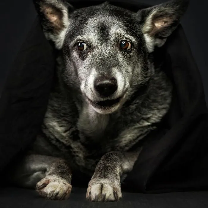 30 Touching Photos Of Senior Dogs Celebrating Love And Loyalty, Taken By Christian Vieler