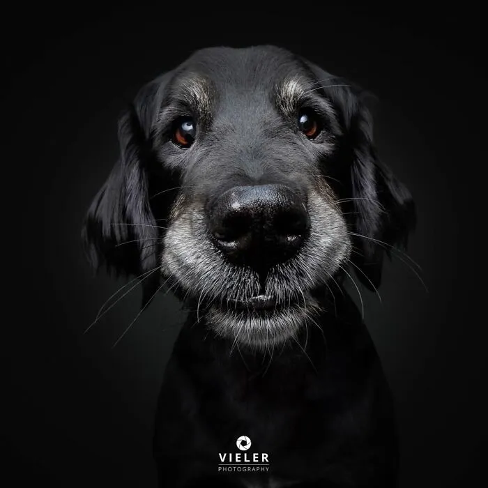 30 Touching Photos Of Senior Dogs Celebrating Love And Loyalty, Taken By Christian Vieler
