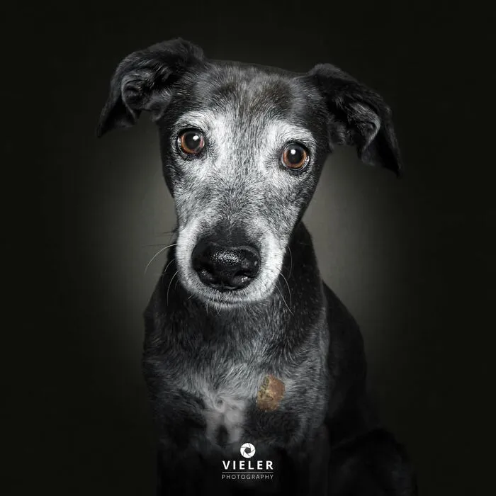 30 Touching Photos Of Senior Dogs Celebrating Love And Loyalty, Taken By Christian Vieler