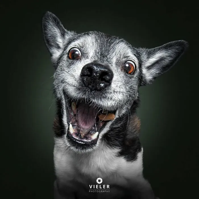 30 Touching Photos Of Senior Dogs Celebrating Love And Loyalty, Taken By Christian Vieler