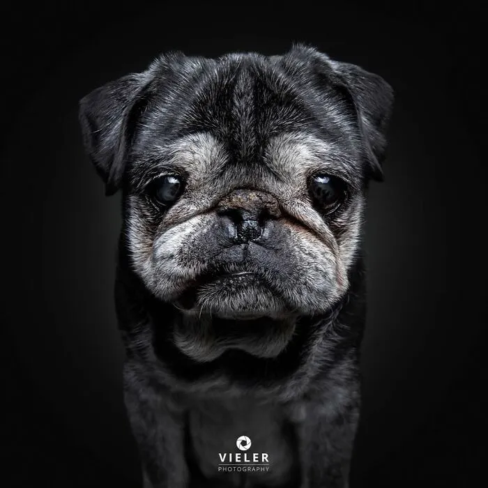 Senior dog portrait in dramatic lighting, showcasing the touching and expressive face of an elderly dog by Christian Vieler photography.