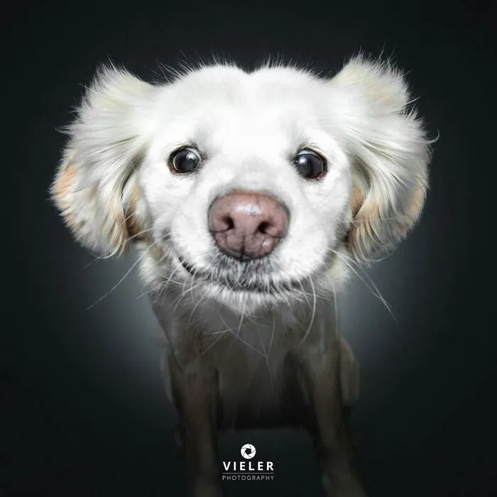 30 Touching Photos Of Senior Dogs Celebrating Love And Loyalty, Taken By Christian Vieler