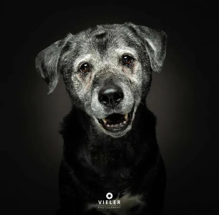 30 Touching Photos Of Senior Dogs Celebrating Love And Loyalty, Taken By Christian Vieler