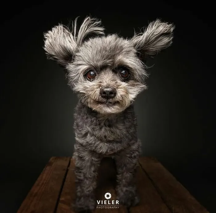 Senior dog with gray fur and expressive eyes standing on wooden floor against a black background, touching and heartwarming photo.