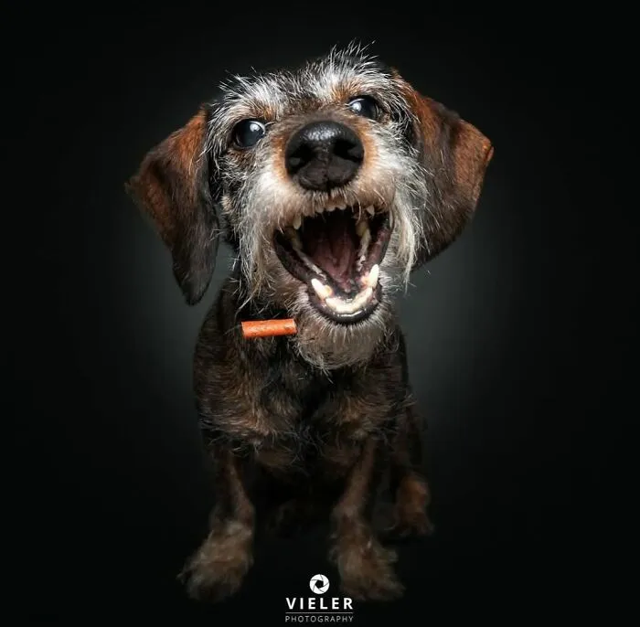 30 Touching Photos Of Senior Dogs Celebrating Love And Loyalty, Taken By Christian Vieler