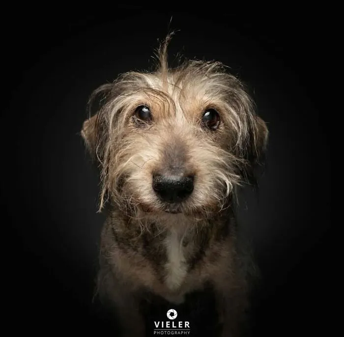 30 Touching Photos Of Senior Dogs Celebrating Love And Loyalty, Taken By Christian Vieler