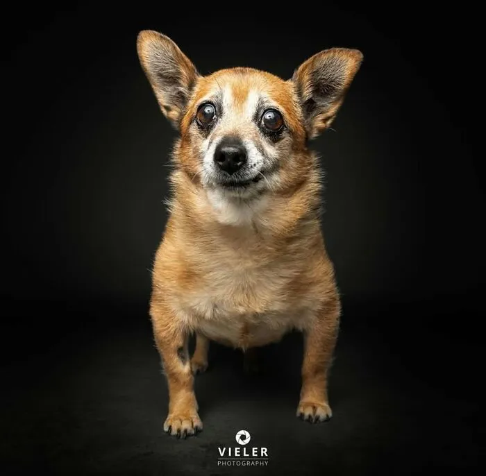 30 Touching Photos Of Senior Dogs Celebrating Love And Loyalty, Taken By Christian Vieler