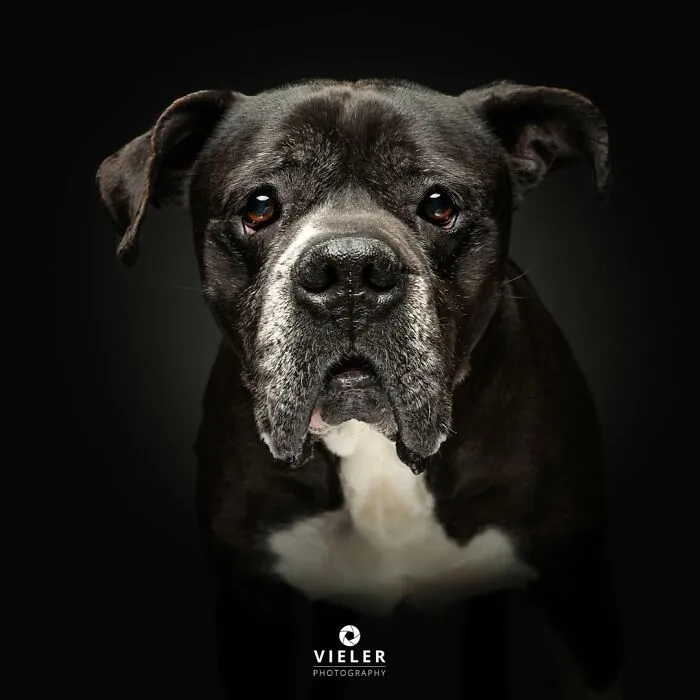 Senior dog with soulful eyes and gray muzzle captured in a touching portrait by Christian Vieler on a dark background.