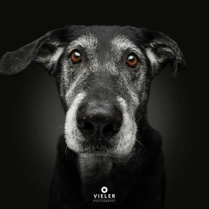 30 Touching Photos Of Senior Dogs Celebrating Love And Loyalty, Taken By Christian Vieler