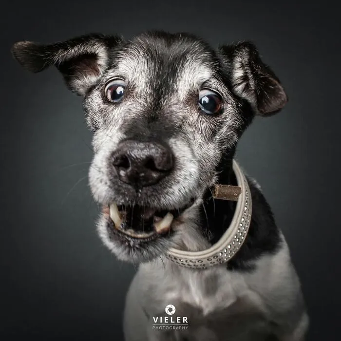 30 Touching Photos Of Senior Dogs Celebrating Love And Loyalty, Taken By Christian Vieler