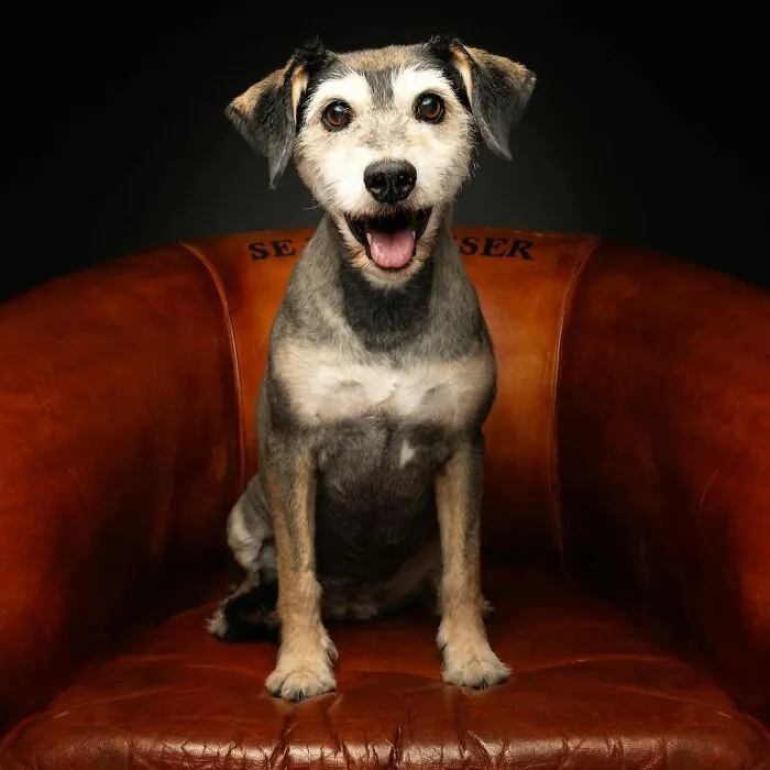 Senior dog sitting happily on a brown leather chair with a dark background in a touching and heartwarming portrait.