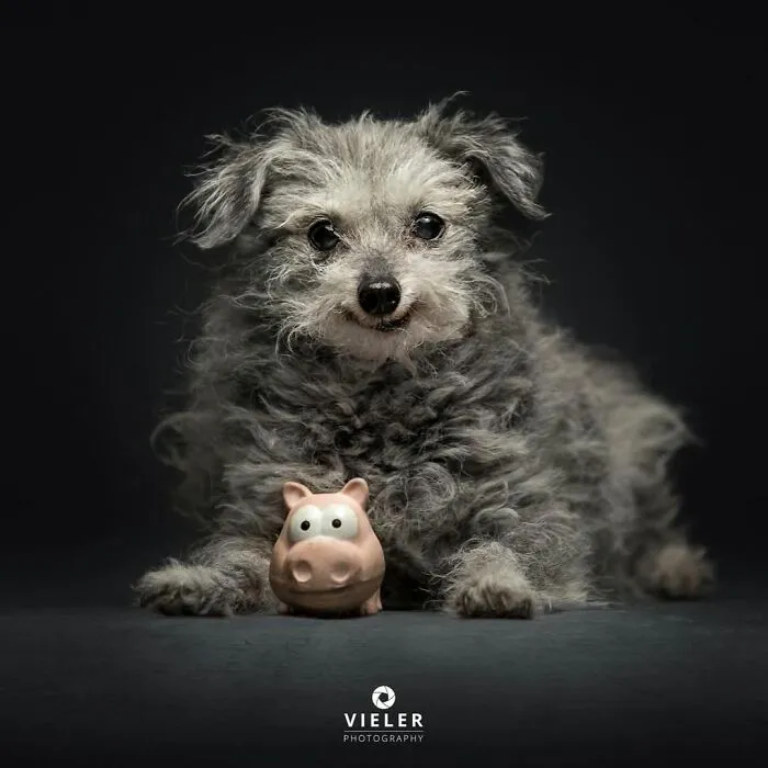 30 Touching Photos Of Senior Dogs Celebrating Love And Loyalty, Taken By Christian Vieler