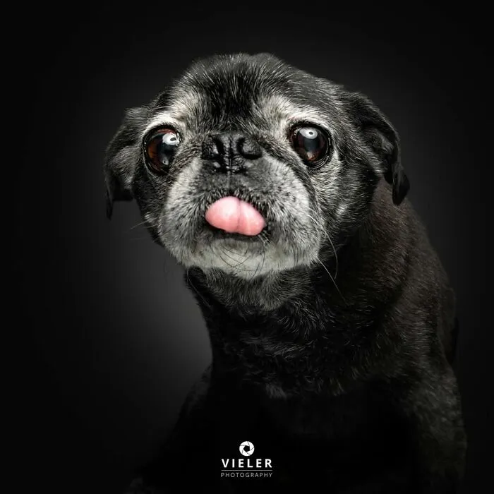 30 Touching Photos Of Senior Dogs Celebrating Love And Loyalty, Taken By Christian Vieler