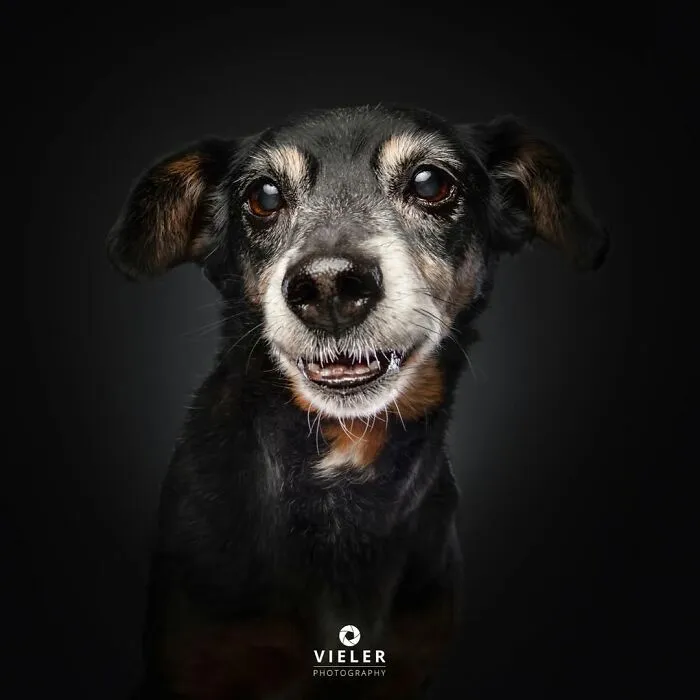 Close-up portrait of a senior dog with expressive eyes and graying fur, showcasing touching senior dogs by Christian Vieler.