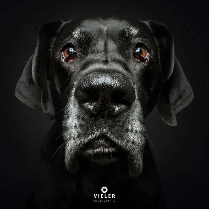 30 Touching Photos Of Senior Dogs Celebrating Love And Loyalty, Taken By Christian Vieler