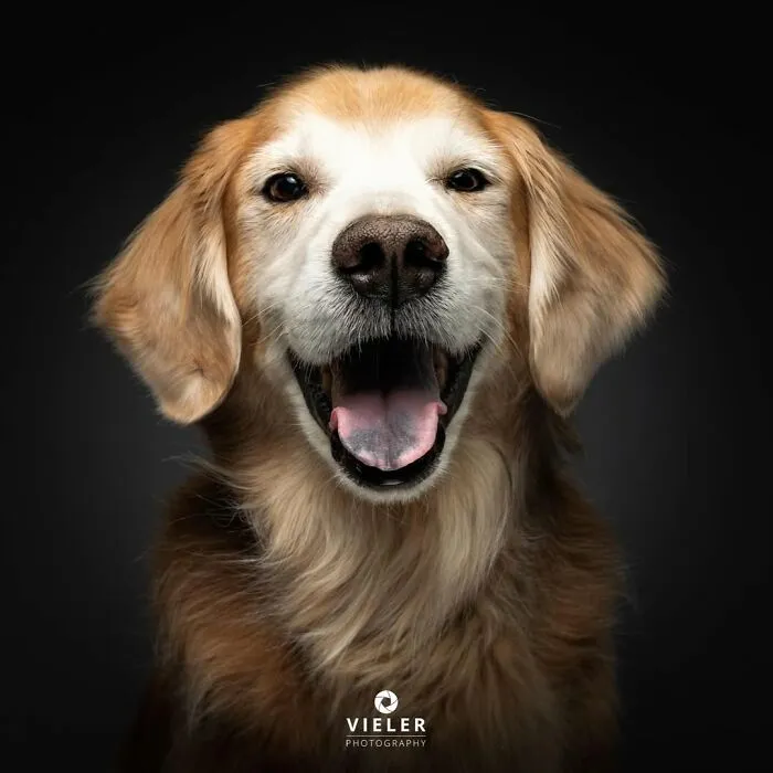 30 Touching Photos Of Senior Dogs Celebrating Love And Loyalty, Taken By Christian Vieler