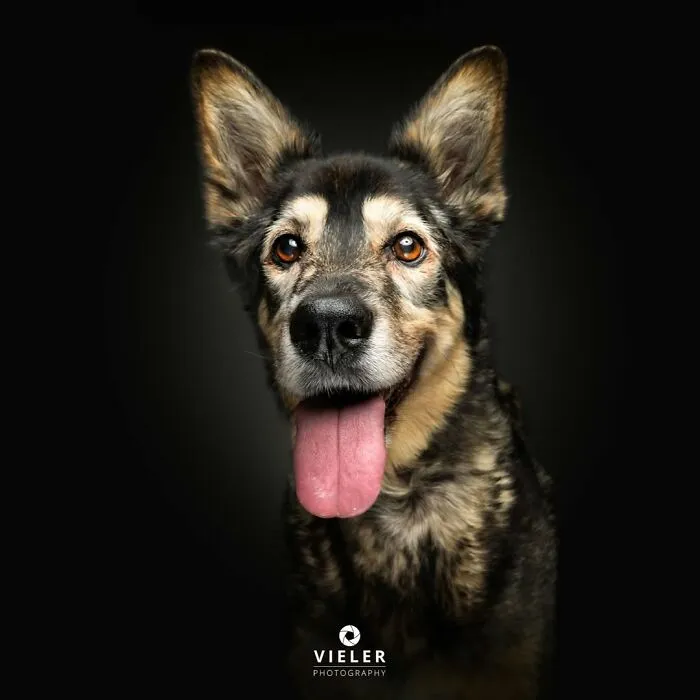 Senior dog with tongue out, expressive eyes, and a dark background captured in a touching portrait by Christian Vieler.
