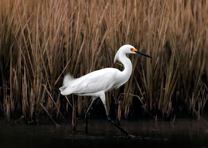 23 Amazing Shots Featuring Various Species Of Animals By This Photographer