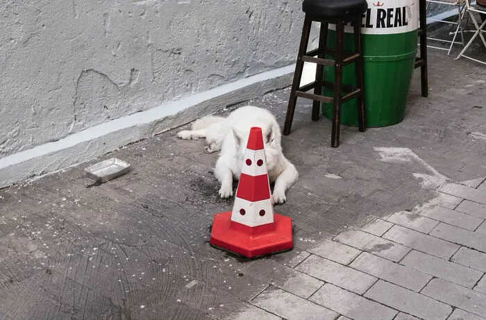 This Street Photographer Proves That Timing Is Everything, And Here Are His 36 New Shots