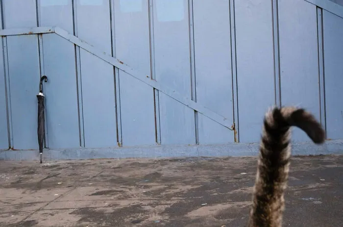 This Street Photographer Proves That Timing Is Everything, And Here Are His 36 New Shots