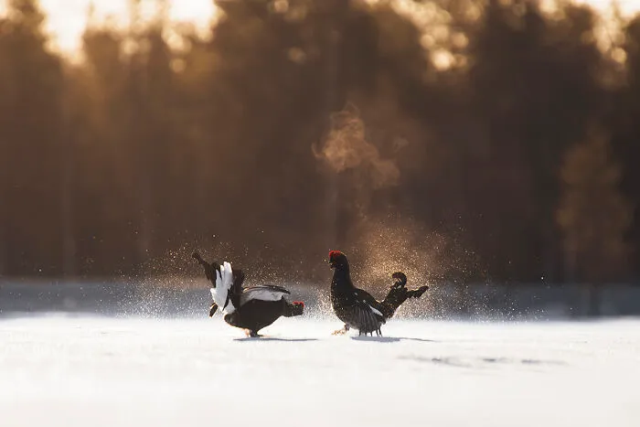 Black Grouse