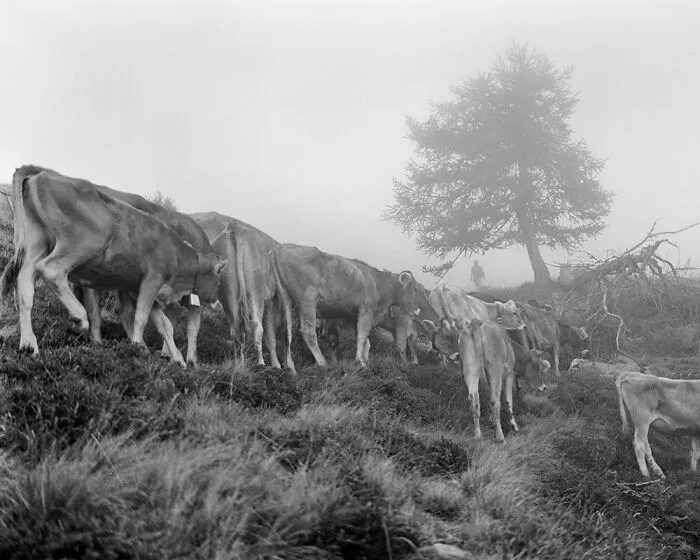 The Last Milk By Giulia Degasperi, Germany
