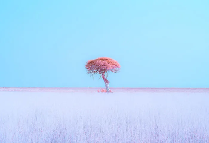Landscape, 3rd Place: Alexandre Brisson, Dreamscape Of Etosha