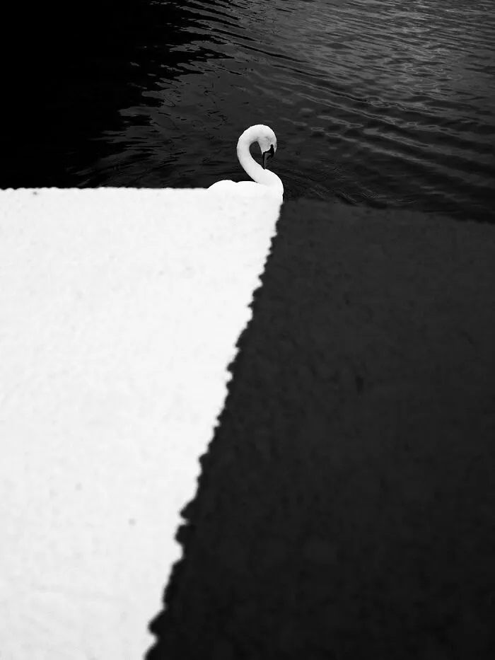 Open Category, 3rd Place: Florian Wurzinger, Swan