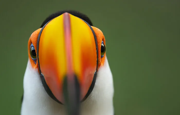 Toco Toucan