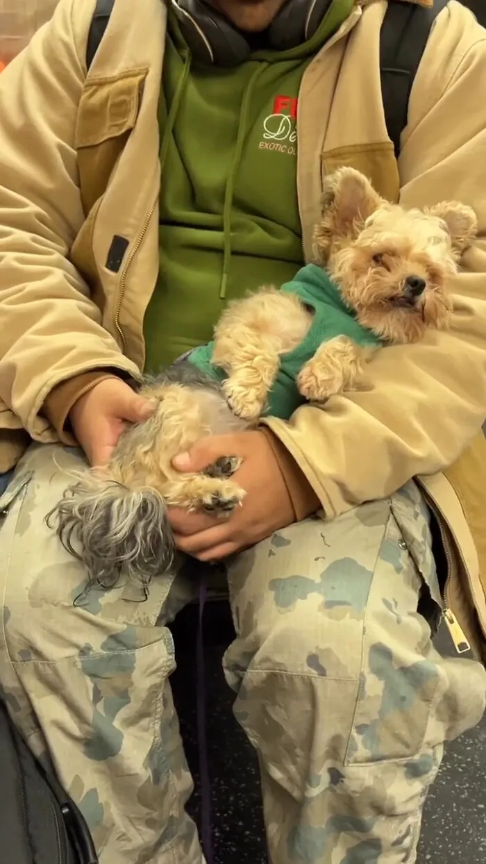 New York Subway Has The Most Unusual Passengers Carrying These 50 Things In Their Hands