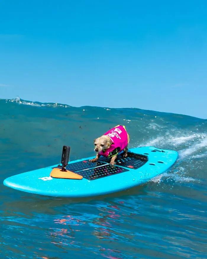 23 Surfing Dogs Riding Waves For Charity And Good Vibes