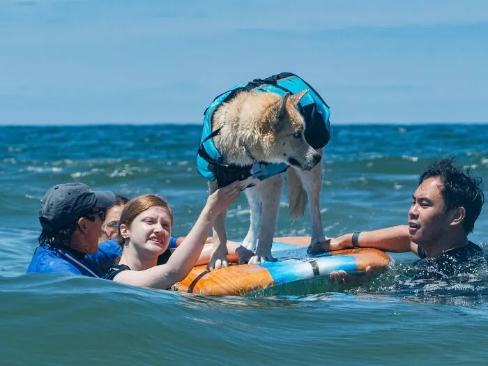 23 Surfing Dogs Riding Waves For Charity And Good Vibes