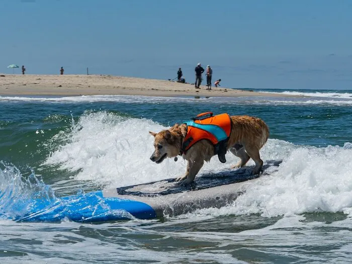 23 Surfing Dogs Riding Waves For Charity And Good Vibes