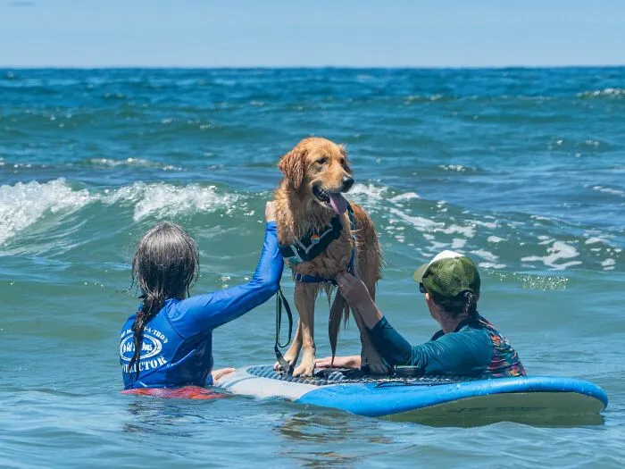 23 Surfing Dogs Riding Waves For Charity And Good Vibes