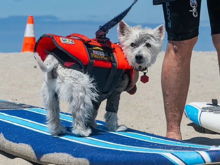 23 Surfing Dogs Riding Waves For Charity And Good Vibes