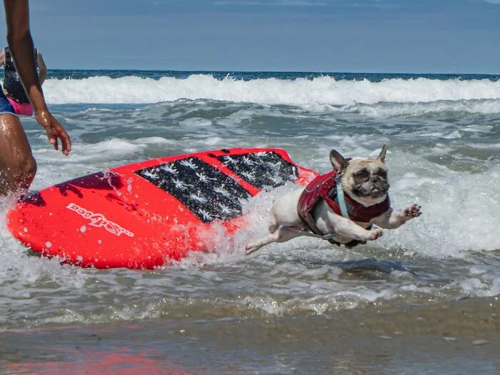 23 Surfing Dogs Riding Waves For Charity And Good Vibes