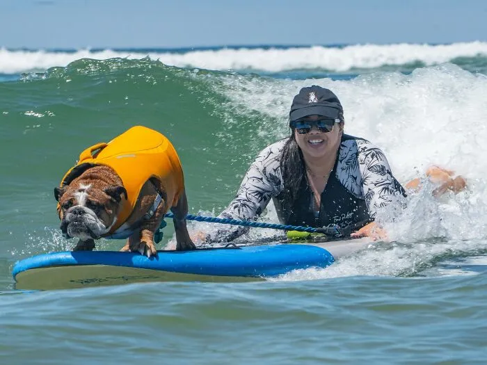 23 Surfing Dogs Riding Waves For Charity And Good Vibes