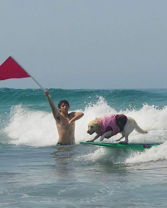 23 Surfing Dogs Riding Waves For Charity And Good Vibes