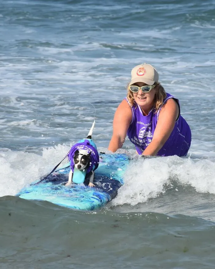 23 Surfing Dogs Riding Waves For Charity And Good Vibes