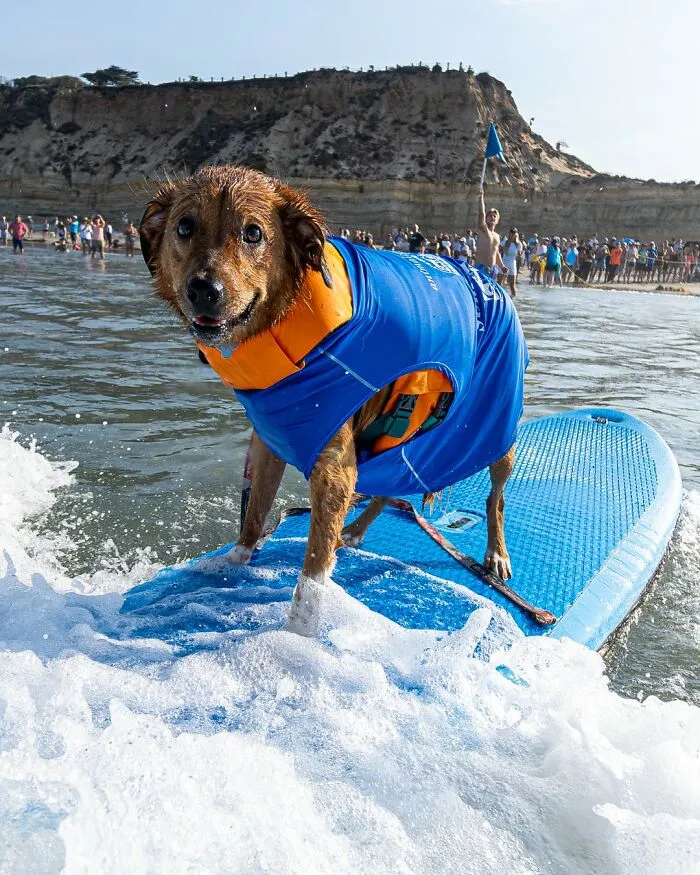 23 Surfing Dogs Riding Waves For Charity And Good Vibes