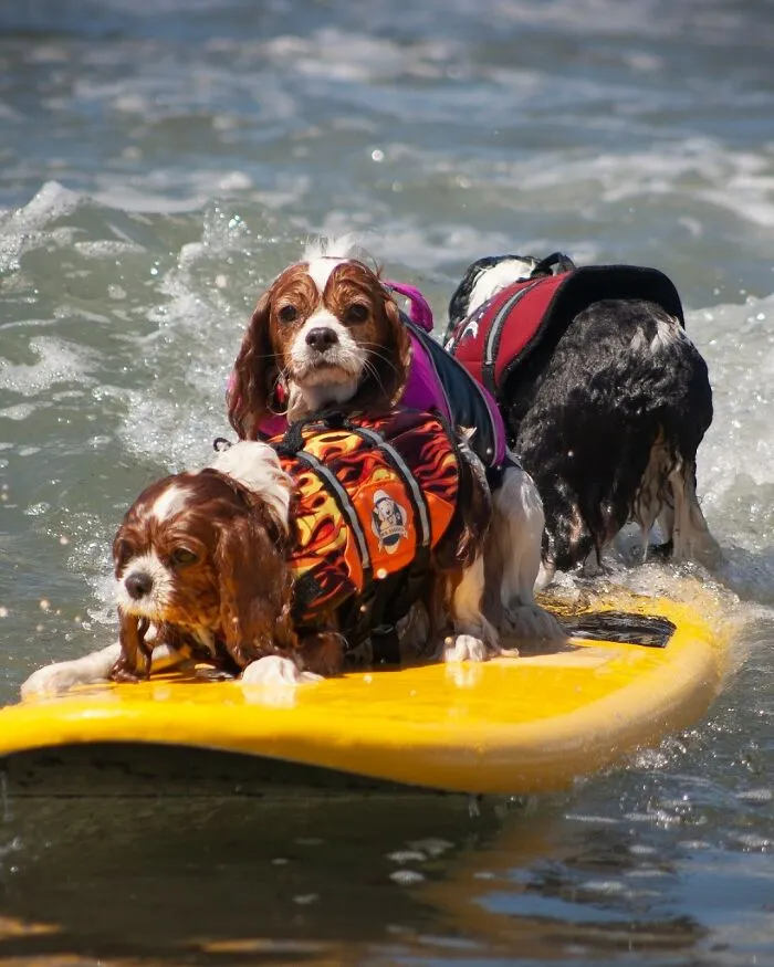 23 Surfing Dogs Riding Waves For Charity And Good Vibes