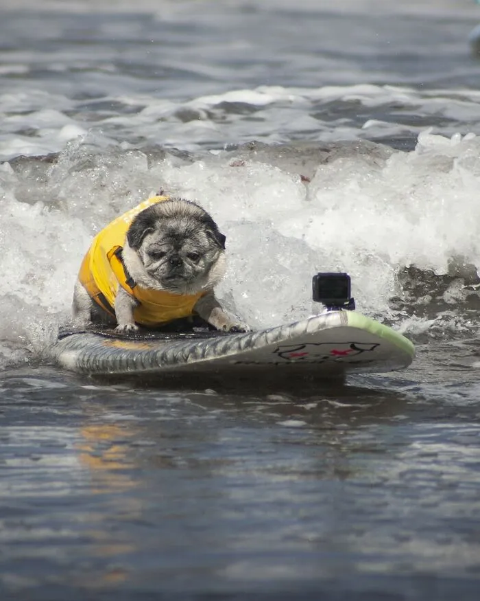 23 Surfing Dogs Riding Waves For Charity And Good Vibes