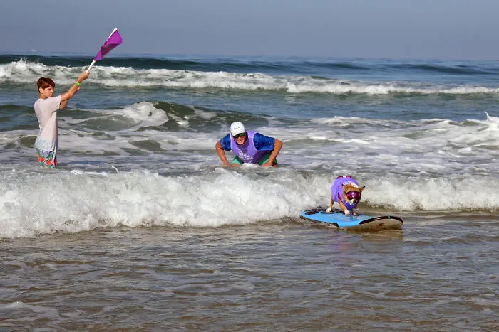 23 Surfing Dogs Riding Waves For Charity And Good Vibes
