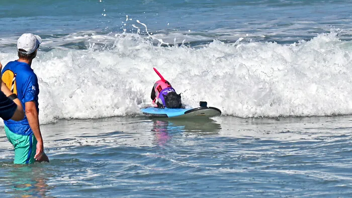 23 Surfing Dogs Riding Waves For Charity And Good Vibes