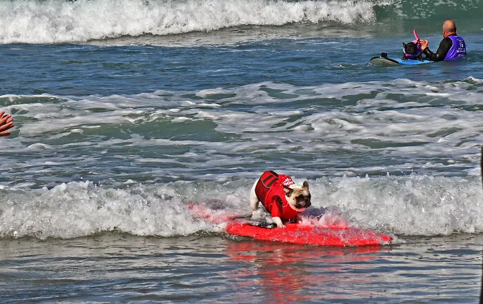 23 Surfing Dogs Riding Waves For Charity And Good Vibes