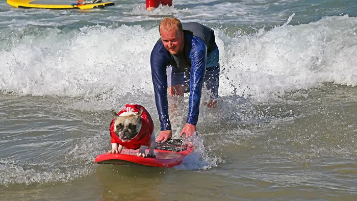 23 Surfing Dogs Riding Waves For Charity And Good Vibes
