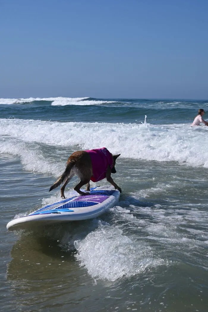 23 Surfing Dogs Riding Waves For Charity And Good Vibes