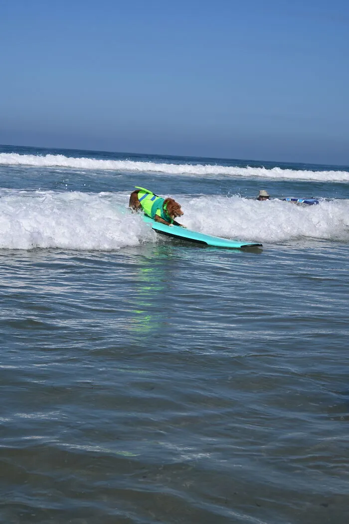 23 Surfing Dogs Riding Waves For Charity And Good Vibes