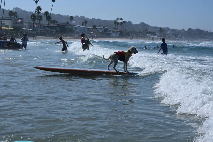 23 Surfing Dogs Riding Waves For Charity And Good Vibes